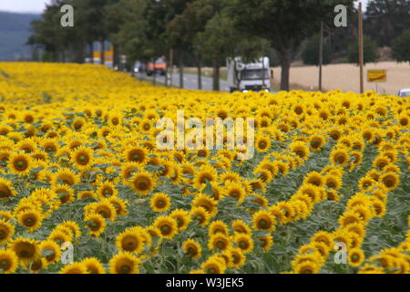16 Juli 2019, Sachsen-Anhalt, Westerhausen: Sonnenblumen blühen in einem Feld im Harz Kreis. Die Temperaturen sind voraussichtlich wieder in den nächsten Tagen steigen. Foto: Matthias Bein/dpa-Zentralbild/ZB Stockfoto