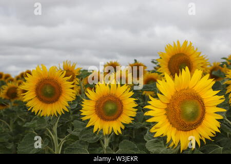 16 Juli 2019, Sachsen-Anhalt, Westerhausen: Sonnenblumen blühen in einem Feld im Harz Kreis. Die Temperaturen sind voraussichtlich wieder in den nächsten Tagen steigen. Foto: Matthias Bein/dpa-Zentralbild/ZB Stockfoto