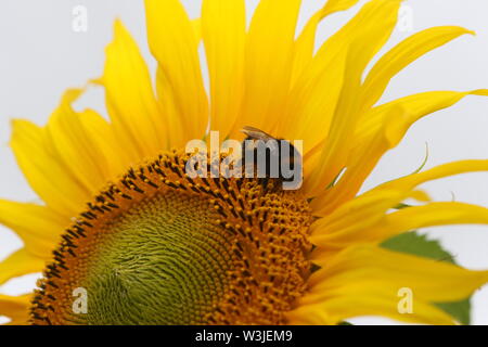 16 Juli 2019, Sachsen-Anhalt, Westerhausen: Sonnenblumen blühen in einem Feld im Harz Kreis. Die Temperaturen sind voraussichtlich wieder in den nächsten Tagen steigen. Foto: Matthias Bein/dpa-Zentralbild/ZB Stockfoto