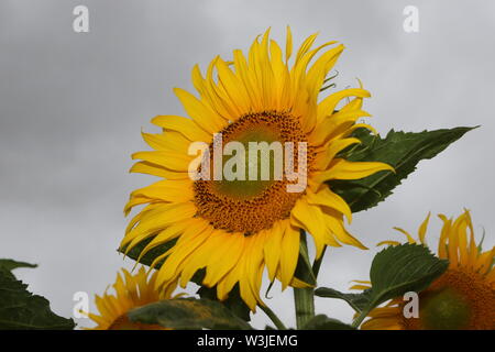 16 Juli 2019, Sachsen-Anhalt, Westerhausen: Sonnenblumen blühen in einem Feld im Harz Kreis. Die Temperaturen sind voraussichtlich wieder in den nächsten Tagen steigen. Foto: Matthias Bein/dpa-Zentralbild/ZB Stockfoto