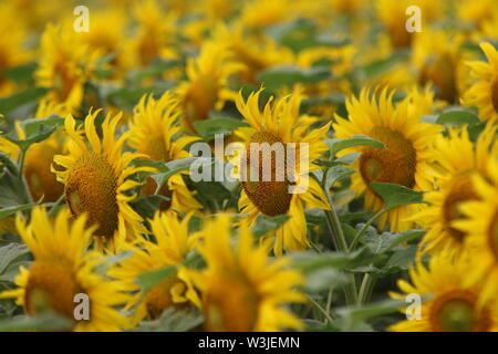 16 Juli 2019, Sachsen-Anhalt, Westerhausen: Sonnenblumen blühen in einem Feld im Harz Kreis. Die Temperaturen sind voraussichtlich wieder in den nächsten Tagen steigen. Foto: Matthias Bein/dpa-Zentralbild/ZB Stockfoto