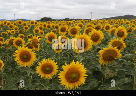 16 Juli 2019, Sachsen-Anhalt, Westerhausen: Sonnenblumen blühen in einem Feld im Harz Kreis. Die Temperaturen sind voraussichtlich wieder in den nächsten Tagen steigen. Foto: Matthias Bein/dpa-Zentralbild/ZB Stockfoto