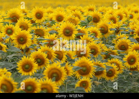 16 Juli 2019, Sachsen-Anhalt, Westerhausen: Sonnenblumen blühen in einem Feld im Harz Kreis. Die Temperaturen sind voraussichtlich wieder in den nächsten Tagen steigen. Foto: Matthias Bein/dpa-Zentralbild/ZB Stockfoto
