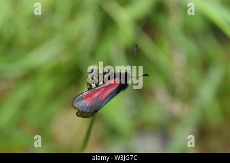 Transparente Burnett Motte (Zygaena purpuralis) an den Hängen des Beinn Lora, Schottland. Stockfoto