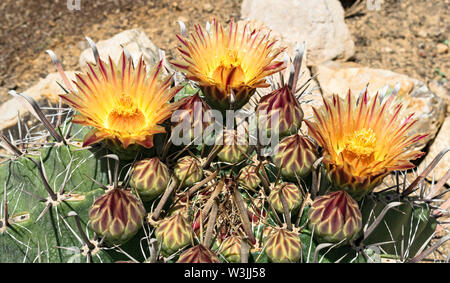 Arizona Angelhaken barrel Cactus Nahaufnahme von drei gelb und rot gestreiften Blüten mit vielen Blüten und Dornen im Vordergrund. Stockfoto