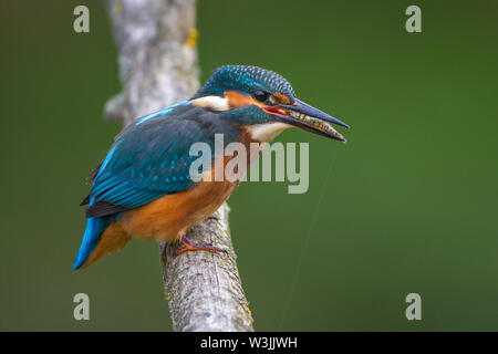 Fluss Eisvogel, Eisvogel (Alcedo atthis) Stockfoto