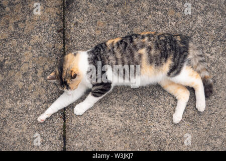 Schwangere Katze Verlegung auf Betonboden Stockfoto