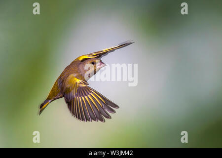 Europäische Grünfink, Grünfink (Carduelis chloris) Männchen im Landeanflug Stockfoto