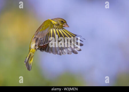 Europäische Grünfink, Grünfink (Carduelis chloris) Männchen im Landeanflug Stockfoto