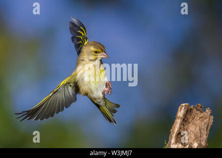 Europäische Grünfink, Grünfink (Carduelis chloris) Männchen im Landeanflug Stockfoto