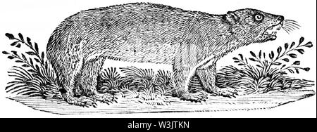 Holz graviert Abbildung von 'Thomas Bewick' eine allgemeine Geschichte der Vierbeiner", veröffentlicht durch T. Bewick, Longman und Co. Gedruckt von Edward genommen Stockfoto