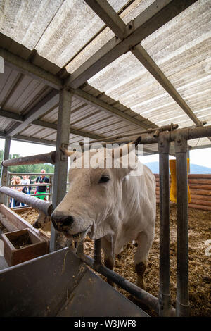 Weißer Stier mit große Hörner auf einem Bauernhof in Österreich Stockfoto