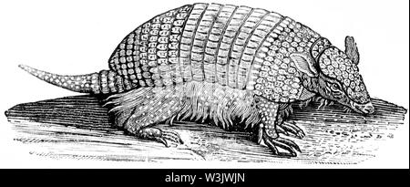 Holz graviert Abbildung von 'Thomas Bewick' eine allgemeine Geschichte der Vierbeiner", veröffentlicht durch T. Bewick, Longman und Co. Gedruckt von Edward genommen Stockfoto