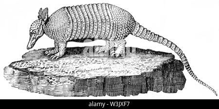 Holz graviert Abbildung von 'Thomas Bewick' eine allgemeine Geschichte der Vierbeiner", veröffentlicht durch T. Bewick, Longman und Co. Gedruckt von Edward genommen Stockfoto