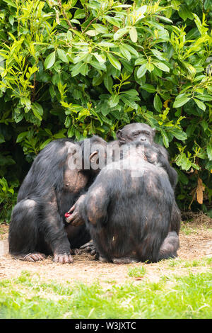 Truppe von Schimpansen (Pan troglodytes) in einer Unordnung grooming, Chester England UK. Mai 2019 Stockfoto