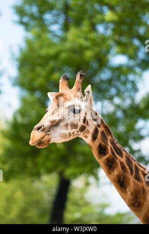 Maasai Giraffe (Giraffa Camelopardalis) tippelskirchii Chester England UK. Mai 2019 Stockfoto