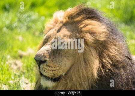 Asiatischer Löwe (Panthera leo persica) Chester England UK. Mai 2019 Stockfoto
