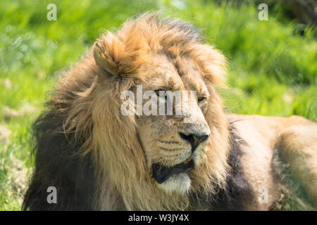 Asiatischer Löwe (Panthera leo persica) Chester England UK. Mai 2019 Stockfoto