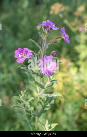 Blumen von großer Weidenröschen/Epilobium hirsutum wächst in dappled Sonnenlicht (Juli). Heilpflanze einmal in pflanzliche Heilmittel verwendet. Stockfoto