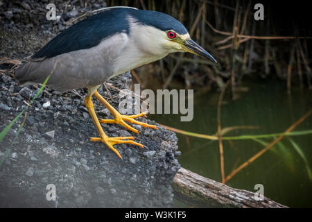 Bulgarien Burgas Juli 2019: Night Heron auch als schwarz-gekrönten Night Heron von Waters Edge bekannt. Clifford Norton Alamy Stockfoto