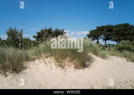 Sea Grass unter den Sanddünen auf Sandbänken Stockfoto