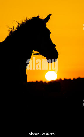 Bulgarien Juli 2019: Reiten in der saker Berge für die Saka Falcon bei Sonnenuntergang eine der am meisten bedrohten Greifvögel in Europa suchen. Clifford Norton Alamy Stockfoto