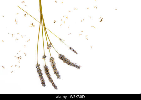 Trockene Lavendelblüten mit natürlichen Farben in dekorativen Zusammensetzung 2 Stockfoto
