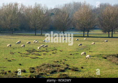 Schafe weiden Frühling Gras am kühlen Morgen Stockfoto