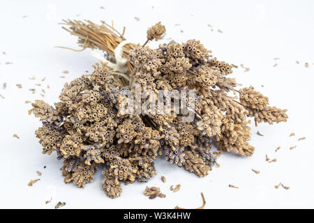 Trauben von sehr trockenen Lavendelblüten in natürlicher Farbe 1. Stockfoto