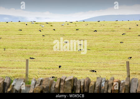 Austernfischer Haematopus ostralegus Fütterung in einem frisch gemähten Silage Feld in der Nähe von Strmness, Orkney, Schottland, Großbritannien. Stockfoto