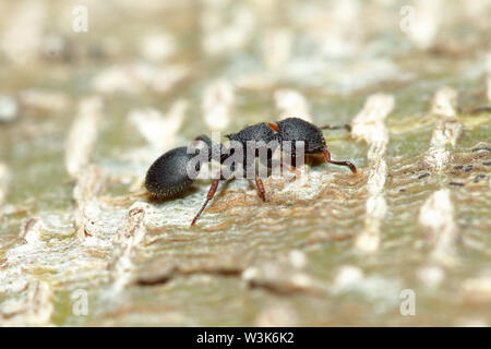 Baum ant (Cataulacus granulatus) auf Baumstamm Hintergrund (aus Thailand, Südostasien) Stockfoto