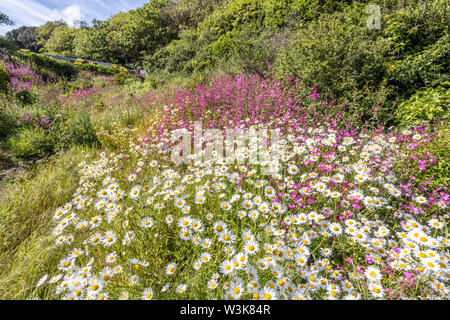 Die schöne zerklüftete Südküste von Guernsey - wilde Blumen neben dem Küstenweg runde Moulin Huet Bay, Guernsey, Kanalinseln, Großbritannien Stockfoto