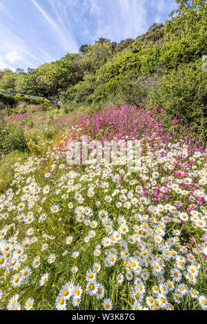 Die schöne zerklüftete Südküste von Guernsey - wilde Blumen neben dem Küstenweg runde Moulin Huet Bay, Guernsey, Kanalinseln, Großbritannien Stockfoto