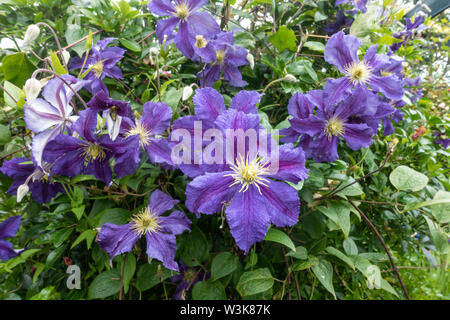 Nahaufnahme von Purple clematis Blumen. Stockfoto