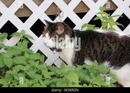 Meine Katze spielen in der Katzenminze Stockfoto