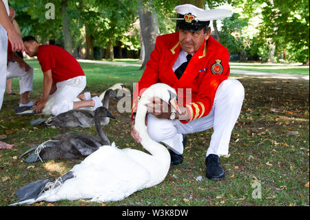 Tag Zwei der Swan Upping, Royal Borough of Windsor und Maidenhead, Berkshire, Großbritannien. 16. Juli, 2019. Die Queen's Swan Marker David Friseur Kontrollen auf die Gesundheit von einem Schwan. Swan Upping ist die traditionelle britische jährliche Volkszählung von Schwänen und cygnets Auf der Themse von der Royal Swan zusammen Oberteil mit dem Swan Oberteil von der Winzer und Dyers' Livery unternehmen. Credit: Maureen McLean/Alamy leben Nachrichten Stockfoto