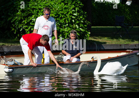 Tag Zwei der Swan Upping, Royal Borough of Windsor und Maidenhead, Berkshire, Großbritannien. 16. Juli, 2019. Ein Butler ist wieder freigegeben, um es den Eltern nach belastet zu werden. Swan Upping ist die traditionelle britische jährliche Volkszählung von Schwänen und cygnets Auf der Themse von der Royal Swan zusammen Oberteil mit dem Swan Oberteil von der Winzer und Dyers' Livery unternehmen. Credit: Maureen McLean/Alamy leben Nachrichten Stockfoto