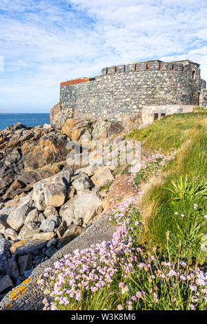 Meer Sparsamkeit oder Meer rosa an der Küste neben Fort Doyle gebaut Anfang des 19 C als Schutz vor einer französischen Invasion., Fontenelle Bay, Guernsey, Großbritannien Stockfoto