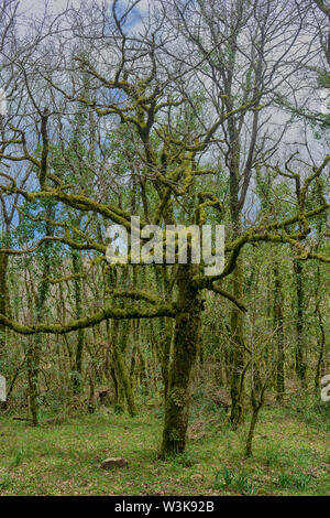 Jurassic Wald im Naturpark von Los Alcornocales, Andalusien Stockfoto