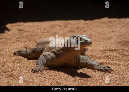 Schöne Komodo Dragon Stockfoto