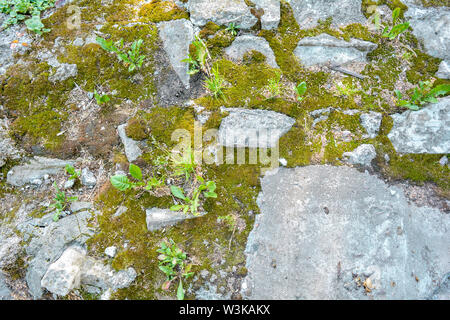 Gebrochen und zerstört alte Zementblöcke und zwischen ihnen mit Moos, Gras und Kies. Alter Pfad mit Steinen und Moos Stockfoto