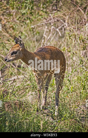 Imature Klippspringer (Oreotragus oreotragus) 2 Stockfoto