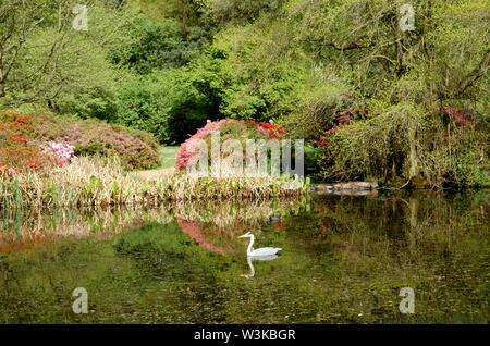 Ein Reiher schwimmt auf einem Teich durch Bäume & Pink, Lila & rot Frühling Blumen umgeben, Isabella Plantation, Richmond, Surrey, England, Großbritannien Stockfoto