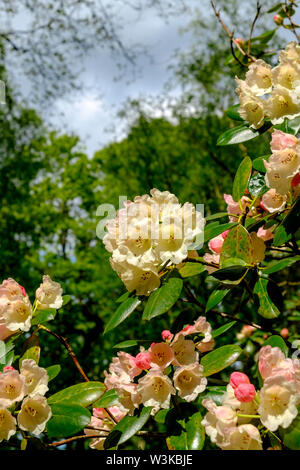 Nahaufnahme der Rhododendron williamsianum Blüte bei Isabella Plantation, Richmond, Surrey, England UK. Stockfoto