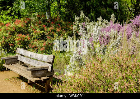 Eine Holzbank vor der Sträucher und Gräser mit rot, weiß und lila Blüten, Isabella Plantation, Richmond, Surrey, England UK. Stockfoto