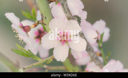 Mandelblüte. Prunus dulcis. Stockfoto