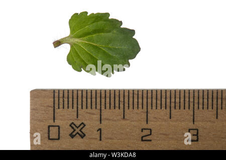 Gamander-Ehrenpreis, Gamanderehrenpreis, Veronica chamaedrys, germander Speedwell, Bird's Eye, Ehrenpreis, Vogelperspektive speedwell, Katzenaugen, La Véroniq Stockfoto