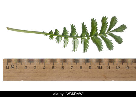 Gänse-Fingerkraut, Gänsefingerkraut, Gänsewiß, Grensel, Silberkraut, Säulkraut, Krampfkraut, Potentilla anserina anserina, Argentinien, gemeinsame Silverwee Stockfoto