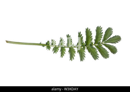 Gänse-Fingerkraut, Gänsefingerkraut, Gänsewiß, Grensel, Silberkraut, Säulkraut, Krampfkraut, Potentilla anserina anserina, Argentinien, gemeinsame Silverwee Stockfoto