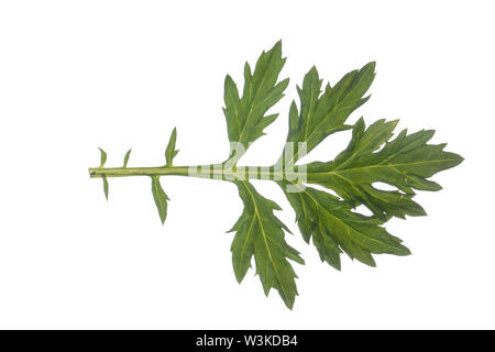 Beifuß, Gewöhnlicher Beifuß, Beifuss, Artemisia vulgaris, Beifuß, Wermut, wilder Wermut, Wermut. L'Armoise Kommune, L'Armoise citronnelle Stockfoto